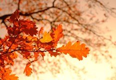 Дневните температури още малко ще се повишат и максималните ще