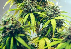 Планът е в Германия да се декриминализира притежанието на 20