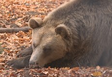 Паркът за мечки край Белица ще отвори отново през пролеттаВ