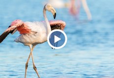 Доскоро екзотичните птици можеха да се преброят на пръстите на