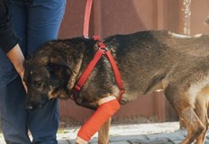 За жестокото деяние съдът предвижда лишаване от свобода от 1