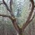 Вековно дърво в Трънско е застрашено от неправомерно отсичане