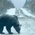 Забавно видео на мечка в Родопите се превърна във фалшива новина
