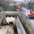 Асфалтират булевард "Христо Ботев" до три седмици