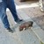 Столичанин изведе мини прасенце на разходка
