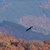 Черният лешояд се завърна в Източните Родопи