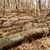 Горски служители от Русе спипаха нарушители да секат дървета от вида цер