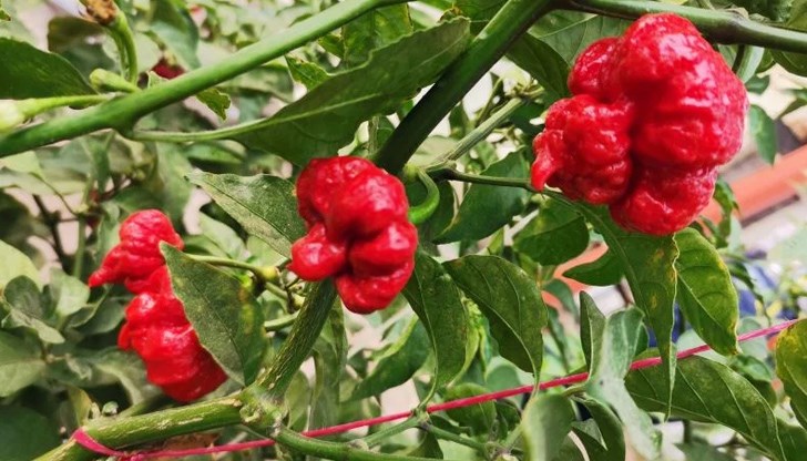 Новият вид носи името "Български дух", вече е сертифициран, започва да се продава в Китай, Полша и у нас Новият вид носи името "Български дух", вече е сертифициран, започва да се продава в Китай, Полша и у нас