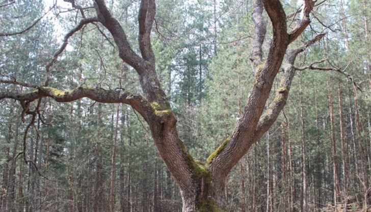 Зимният дъб е вписан в Регистъра на вековни дървета в България преди 50 години