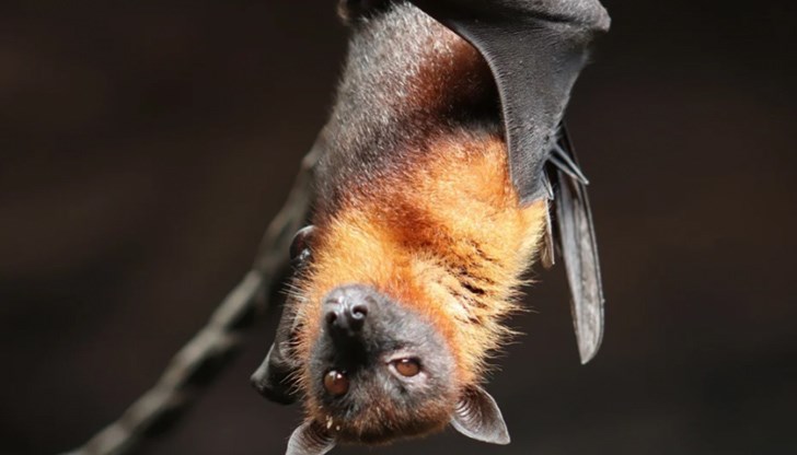 В градовете прилепите помагат в борбата с комарите - едно малко кафяво прилепче може да изяде хиляда комара за една вечер