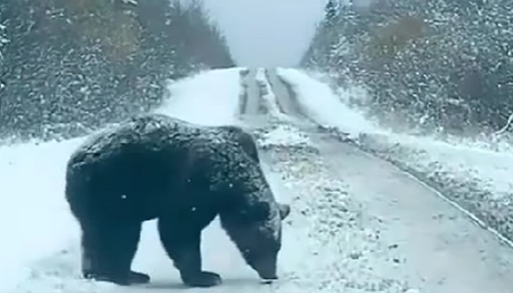 Пловдивчанин публикува клип с разходката на мечок по пътя между родопски села