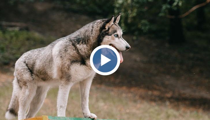 Домашното куче е успяло да се отвърже и е нахапало детето по лицето