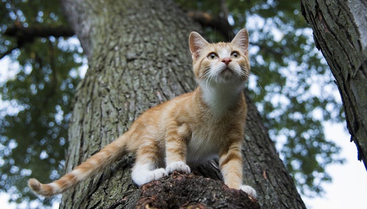 През изтеклото денонощие екипите на пожарната са обработили 4 сигнала