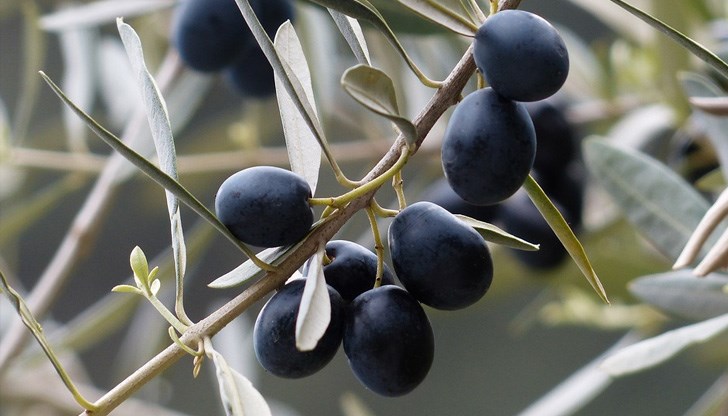 Това се равнява на засаждането на повече от 2500 дървета