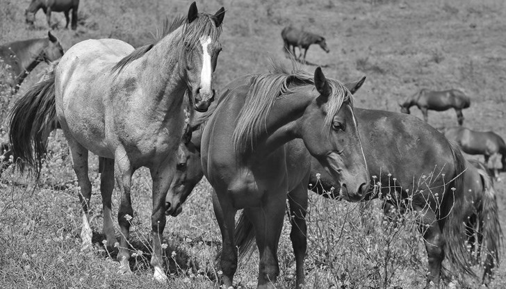 Установено е, че телата на животните са с отстранени крайници и други части от тялото, където има повече месо