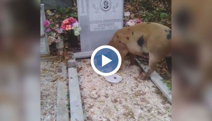 Няколко прасета се разхождат и изяждат храната, оставена на гробовете в село Заноге