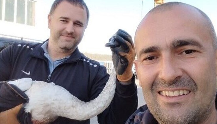 Ранената птица ще се възстанови напълно