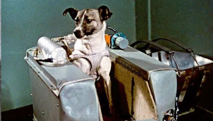 В рамките на няколко години в космоса летят 36 кучета, като 15 от животните загиват