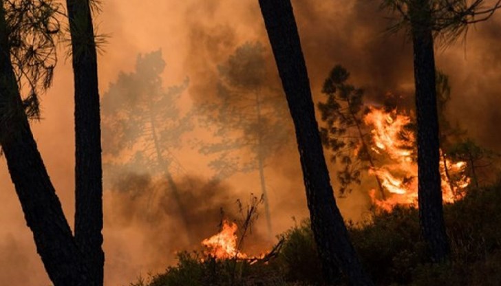 Пожарът е обхванал площ от около 300 декара Пожарът е обхванал площ от около 300 декара