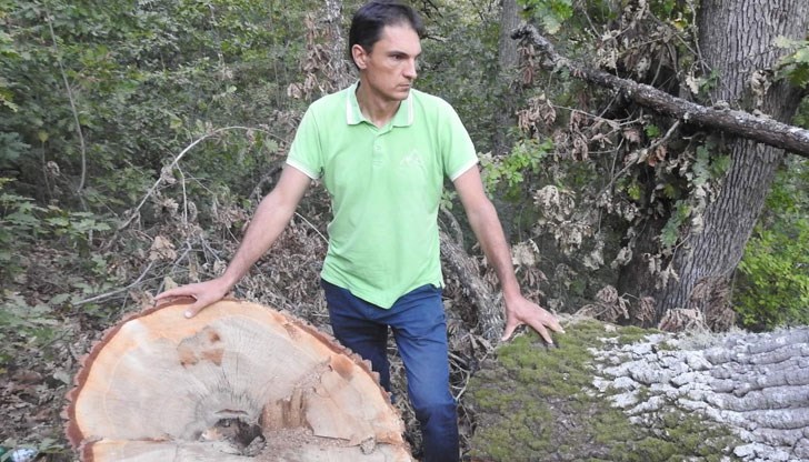 Няма корупционна схема за дърва, зад която да няма сериозна политическа протекция, казва депутатът