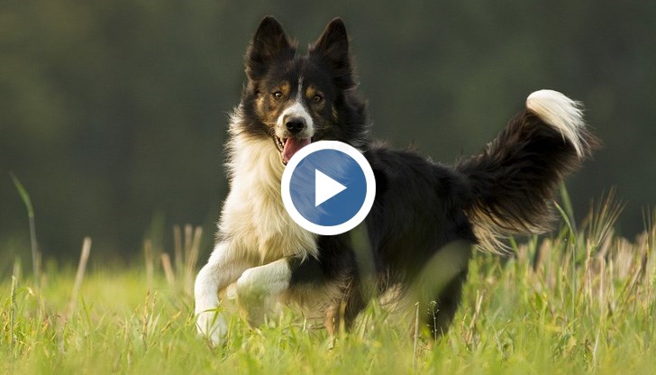 Животните ще дефилират на киноложка изложба