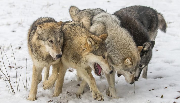 Вълците ще бъдат внесени от района на Вранча и ще бъдат наблюдавани две години