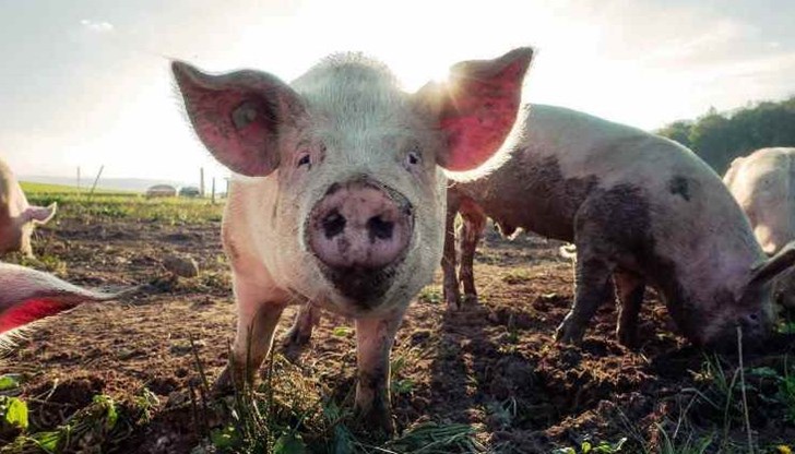 Областният управител свика епизоотичната комисия Областният управител свика епизоотичната комисия