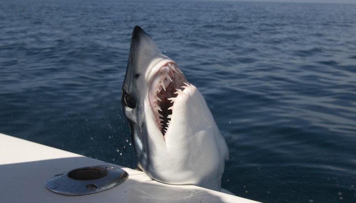 Рибар с 20-годишен стаж, казва, че за първи път вижда акула да скача в лодка