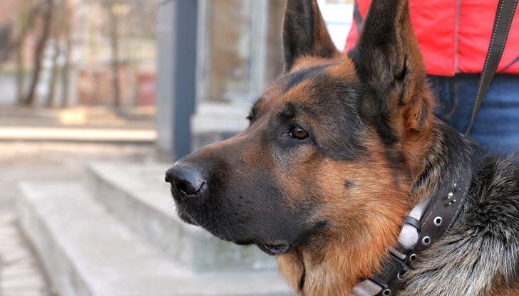 Служителят е поискал пари за уреждане на обществена поръчка за снабдяване с джипиес на гранични кучета