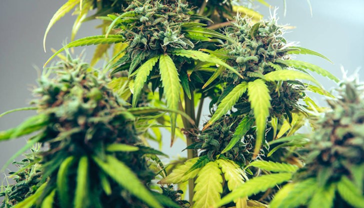 Планът е в Германия да се декриминализира притежанието на 20 до 30 грама канабис от всеки пълнолетен Планът е в Германия да се декриминализира притежанието на 20 до 30 грама канабис от всеки пълнолетен