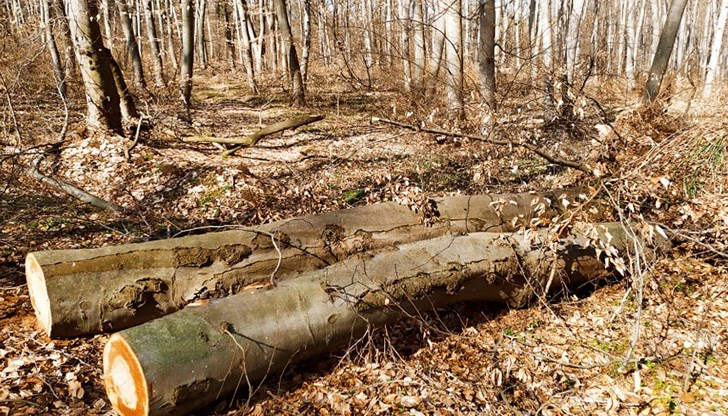 Инспекторите реагирали съвместно с полицията и се насочили към мястото по шума на моторните триони /Снимката е илюстративна/
