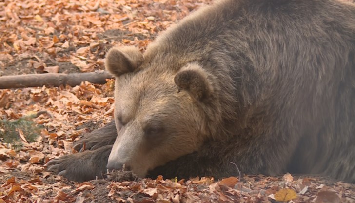 Паркът за мечки край Белица ще отвори отново през пролетта