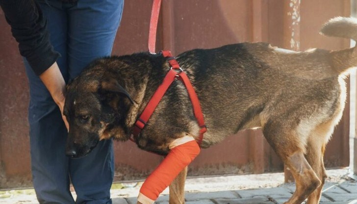 За жестокото деяние съдът предвижда лишаване от свобода от 1 до 3 години и глоба от 2000 до 5000 лева За жестокото деяние съдът предвижда лишаване от свобода от 1 до 3 години и глоба от 2000 до 5000 лева