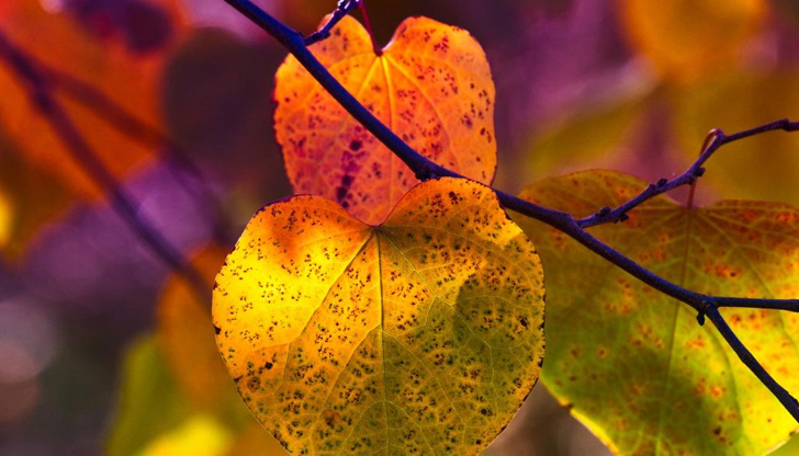 Температурите в Русе ще достигнат до 23°Днес в страната, по