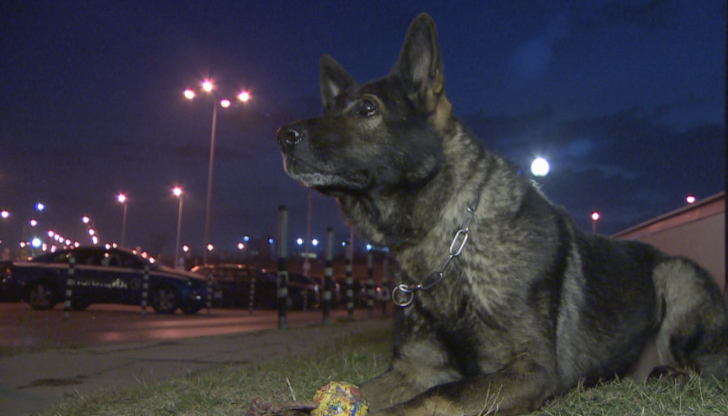 Двете нови кучета ще се присъединят към единственото куче с