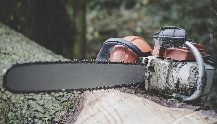 285 дървета са отсечениСлужители на Регионална дирекция по горите -