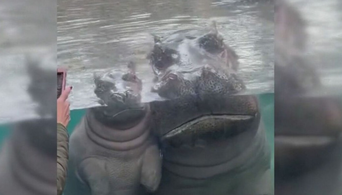 Случката е от СинсинатиМайка и бебе хипопотами позираха с радост пред камерите