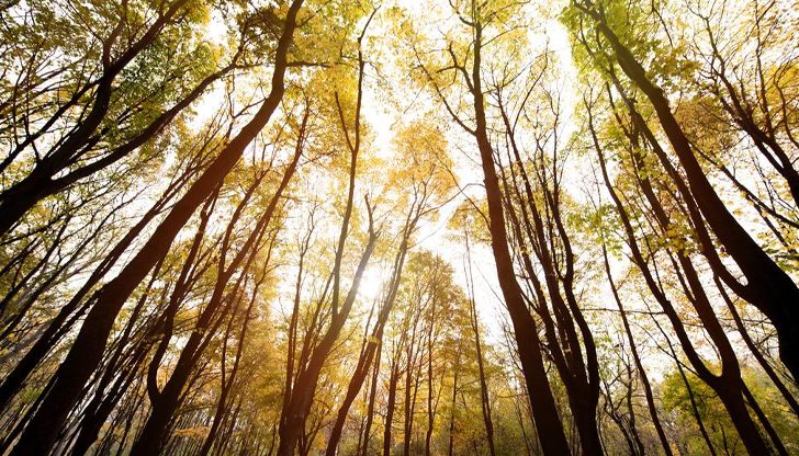 Максималната температура в Русе ще достигне 12 градусаДнес ще има