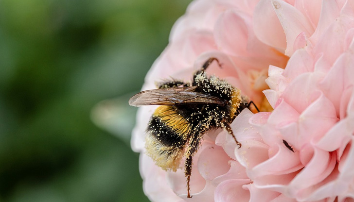Представете си, че не можете да различите ябълките от доматите...Редица
