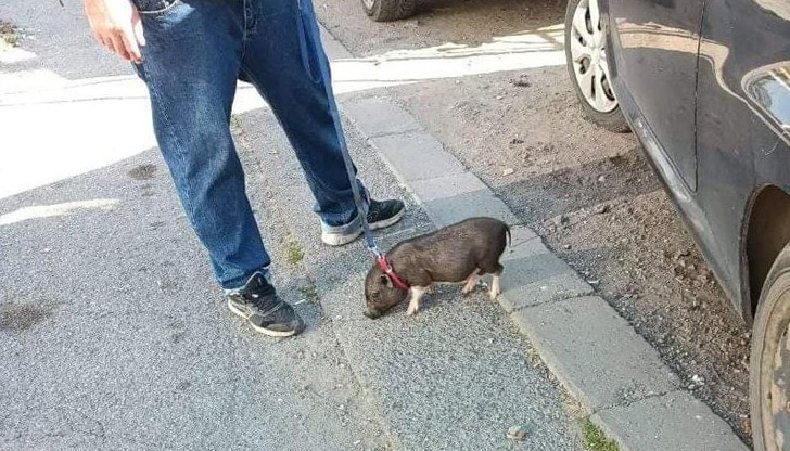 Кой е казал, че на каишка може да се разхожда