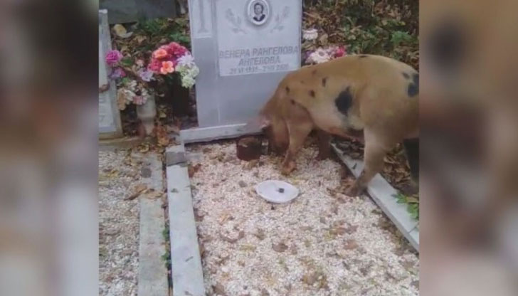 Няколко прасета се разхождат и изяждат храната, оставена на гробовете