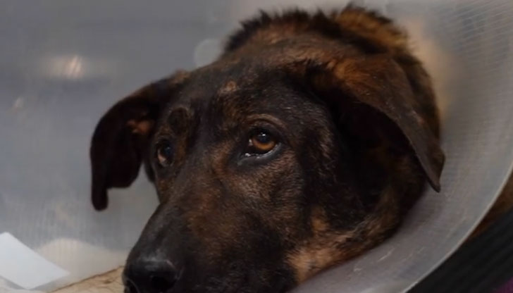 Свидетели разказват, че това насилие продължава от годиниС публикация във