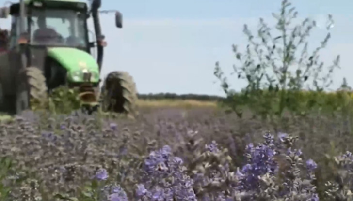 Идва ли краят на лилавата приказка? Доскоро България беше производител