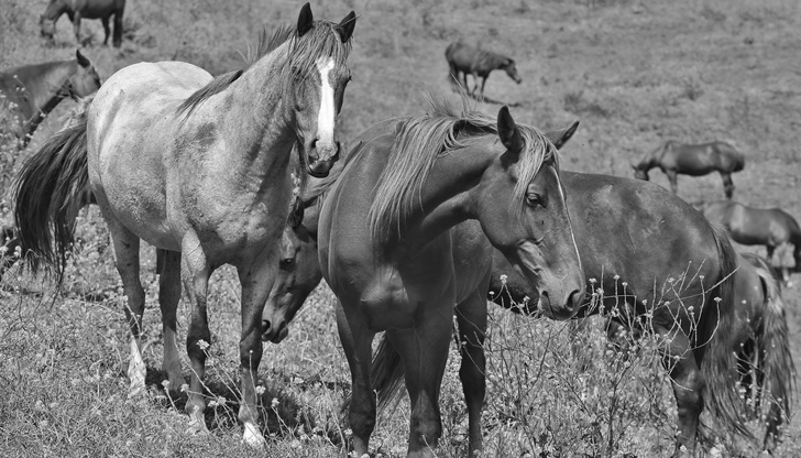 Установено е, че телата на животните са с отстранени крайници