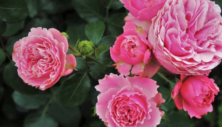 Поливайте редовно розите си през зиматаС настъпването на застудяването и