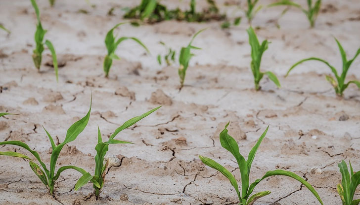 Засегнати са сериозно добивите на пшеница и сояМного райони в