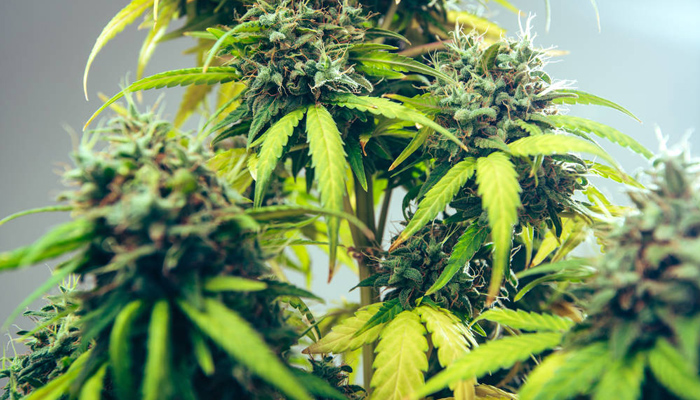 Планът е в Германия да се декриминализира притежанието на 20