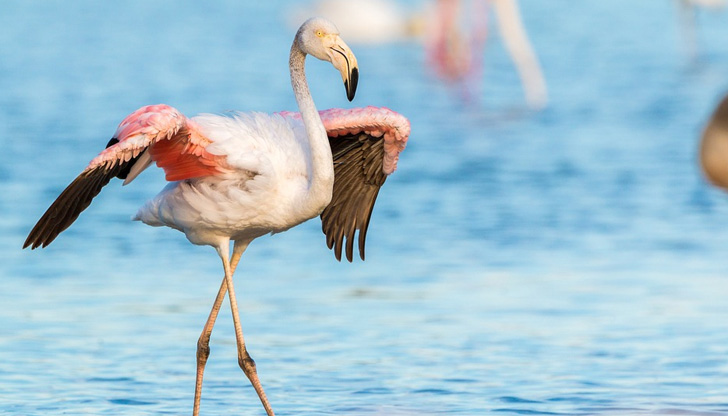 Доскоро екзотичните птици можеха да се преброят на пръстите на