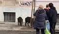 Разрешиха лова на глигани по улиците на Рим