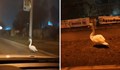 Лебед се разхожда по русенските улици